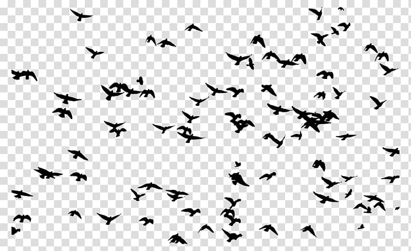 Bird flight Flock Bird flight , flock birds transparent background PNG clipart