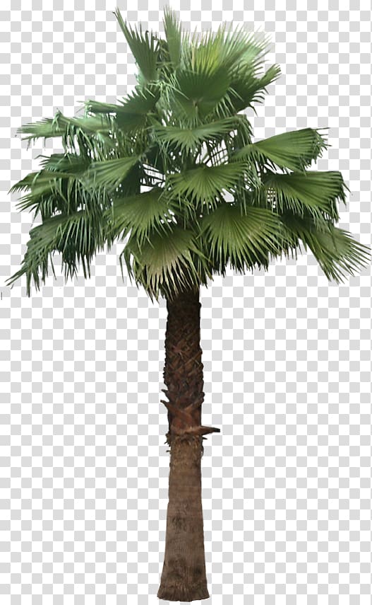Arecaceae Tree Washingtonia robusta Plant Sago palm, date palm transparent background PNG clipart