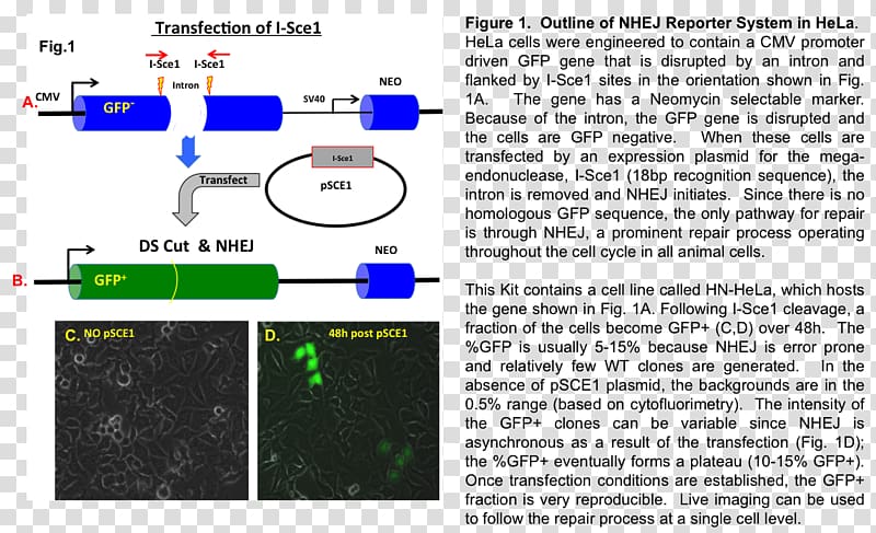 3T3 cells Fibroblast 3T3-L1 Non-homologous end joining, hela transparent background PNG clipart