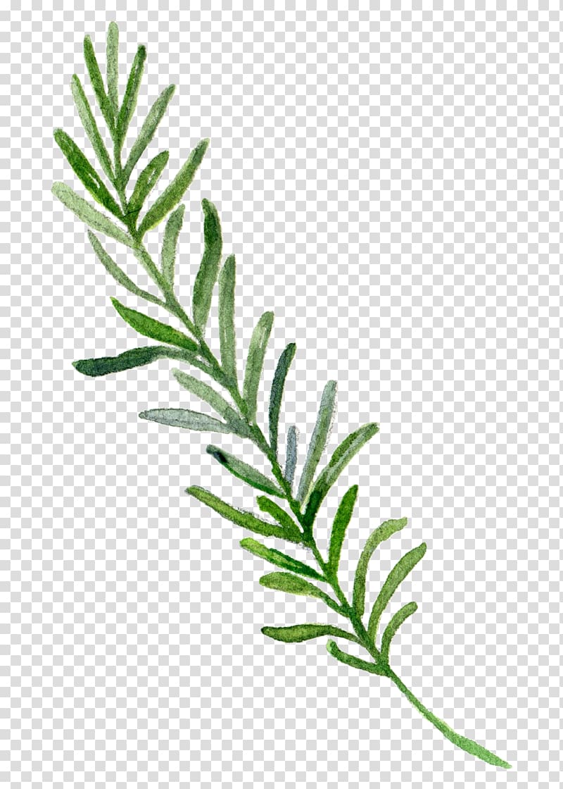 , Hand-painted leaf border, green leaf illustration transparent background PNG clipart