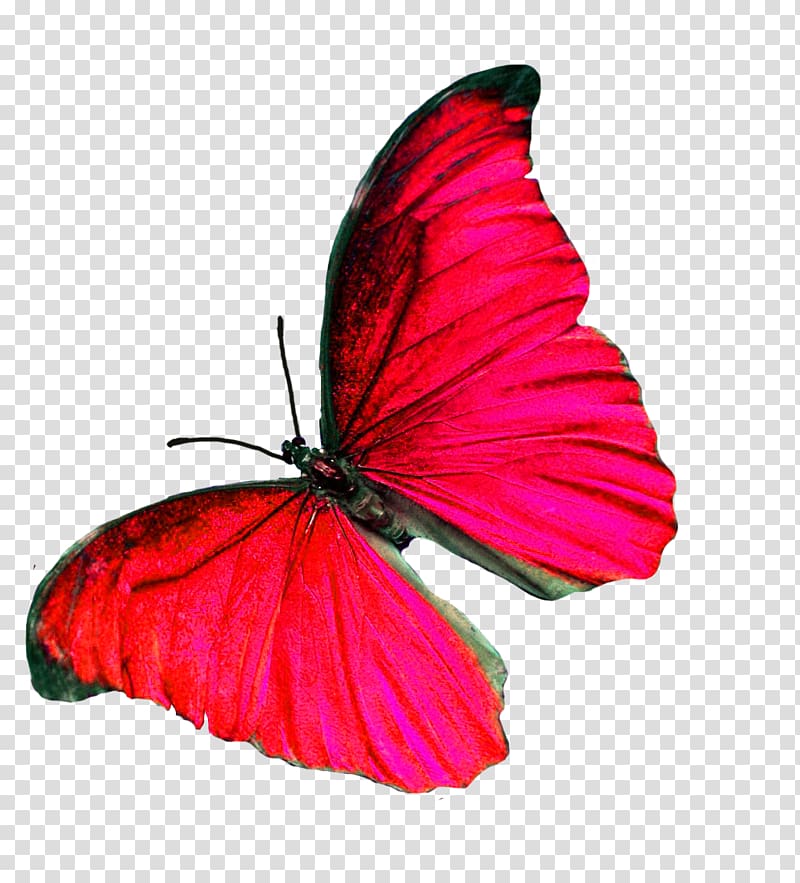 Disease Fibromyalgia Chronic fatigue syndrome Chronic condition Butterfly, butterfly transparent background PNG clipart