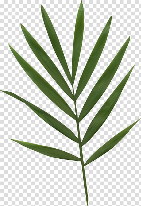 green leaves, Bamboo Leaf Bamboe, A bamboo transparent background PNG clipart