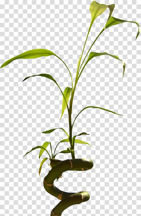 Flowerpot Microsoft Word February 9 Plant stem, others transparent background PNG clipart