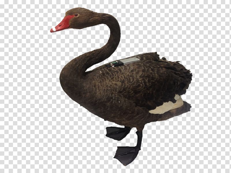 Black swan Bird Duck Goose Parrot, swan transparent background PNG clipart