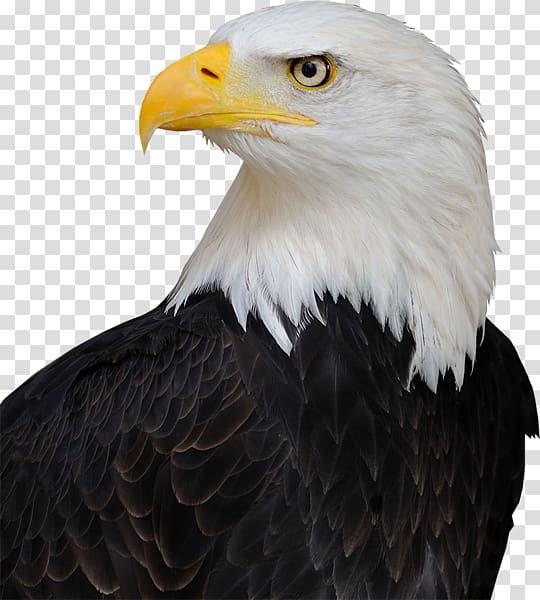 America\'s Bald Eagle United States Bird Endangered Species Act of 1973, united states transparent background PNG clipart