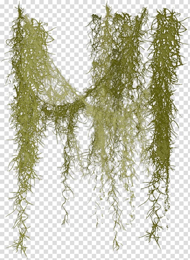 green grass , Spanish moss , Liane Rossler transparent background PNG clipart