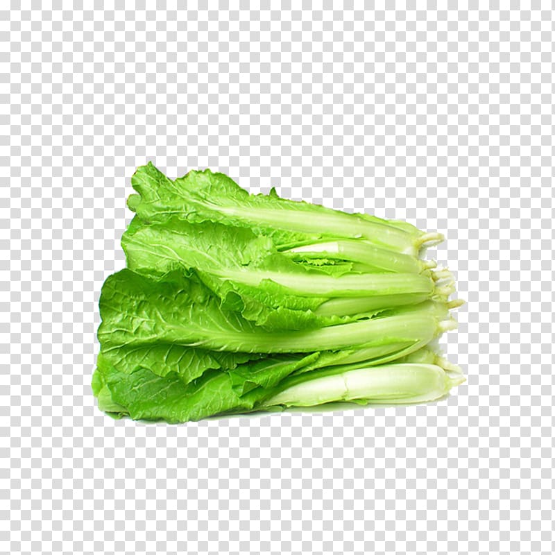 Bok choy Napa cabbage Chinese cabbage Vegetable Canola, Fresh cabbage transparent background PNG clipart
