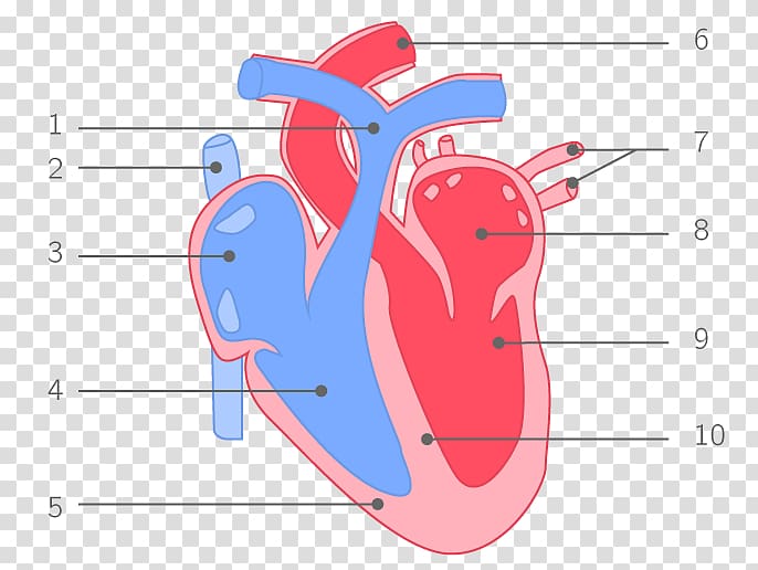 Heart Organ Ventricle Circulatory system Human body, heart transparent background PNG clipart