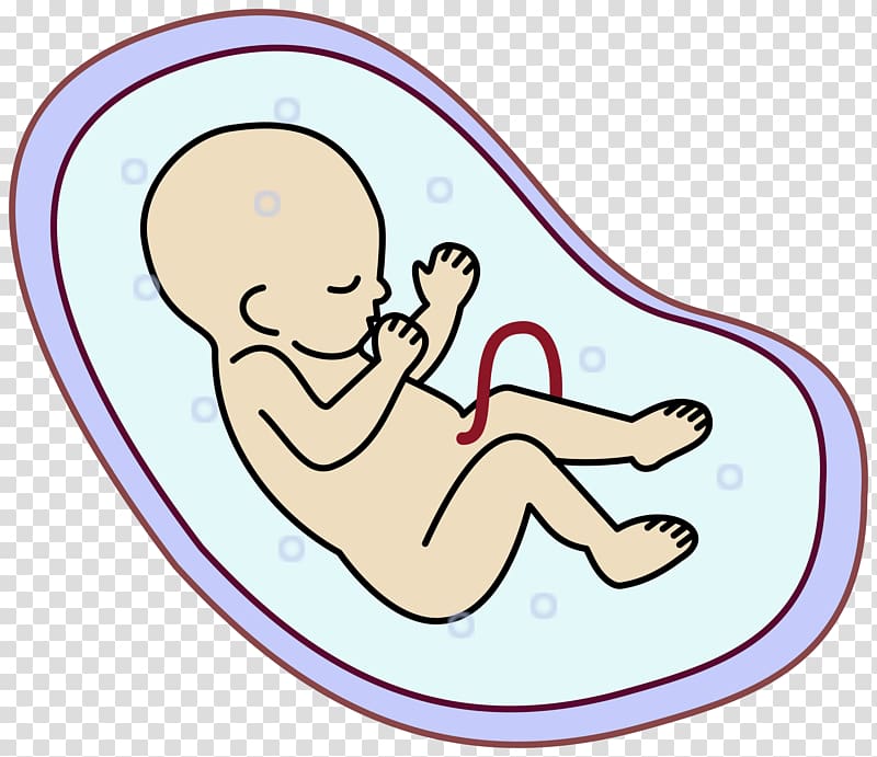 Embryo Fetus Uterus , Human transparent background PNG clipart