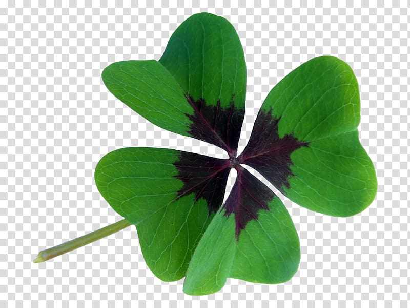 Oxalis acetosella Red Clover Four-leaf clover Luck Shamrock, Xinyuan Clover transparent background PNG clipart