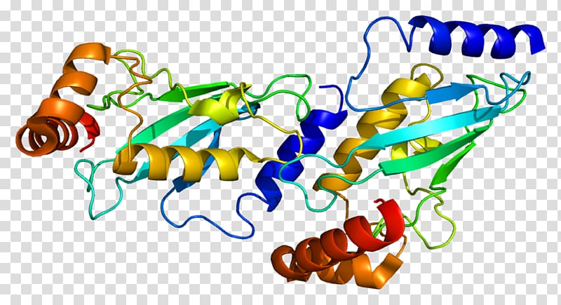 UBE2D1 Protein Ubiquitin ligase UBE3A Ubiquitin-conjugating enzyme, Lectin transparent background PNG clipart