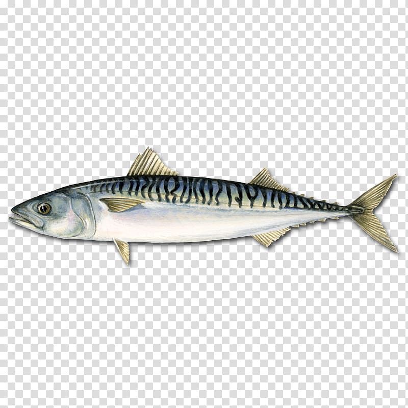 Atlantic mackerel Pelagic fish Atlantic bluefin tuna, fish transparent background PNG clipart