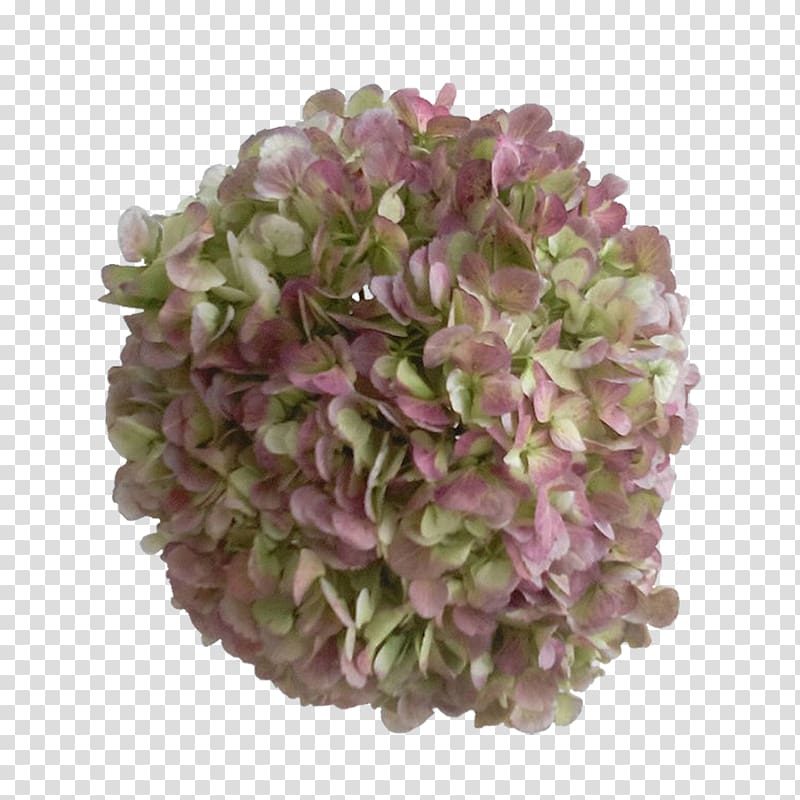 Hydrangea Lilac Colombia Blue Cut flowers, lilac transparent background PNG clipart