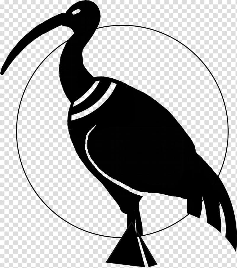 Thoth Ibis Water bird Beak, others transparent background PNG clipart