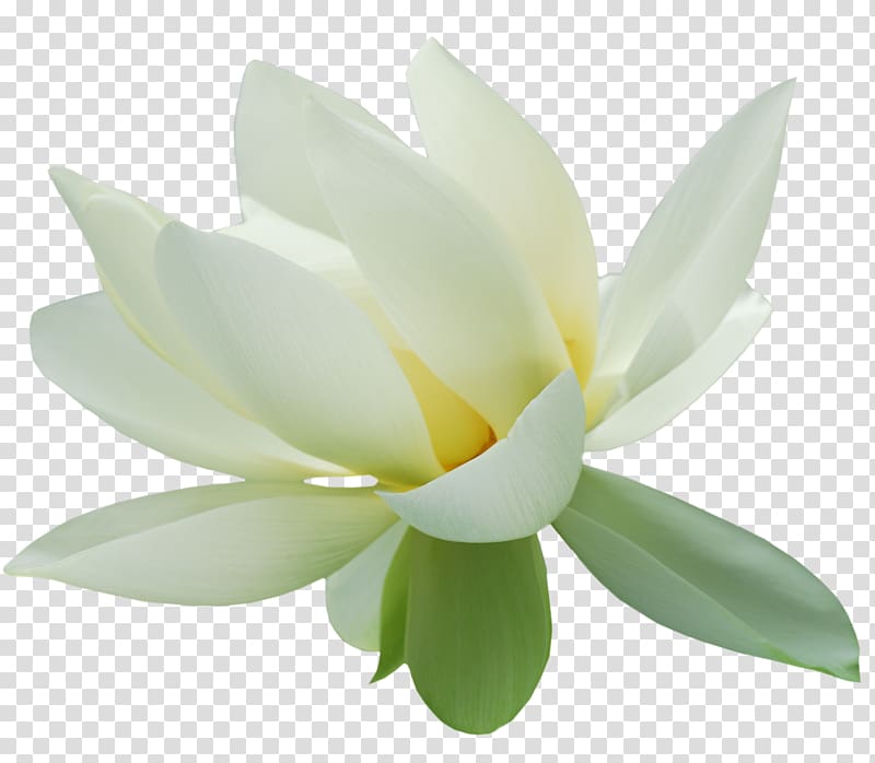 Nelumbo nucifera , HD Lotus transparent background PNG clipart