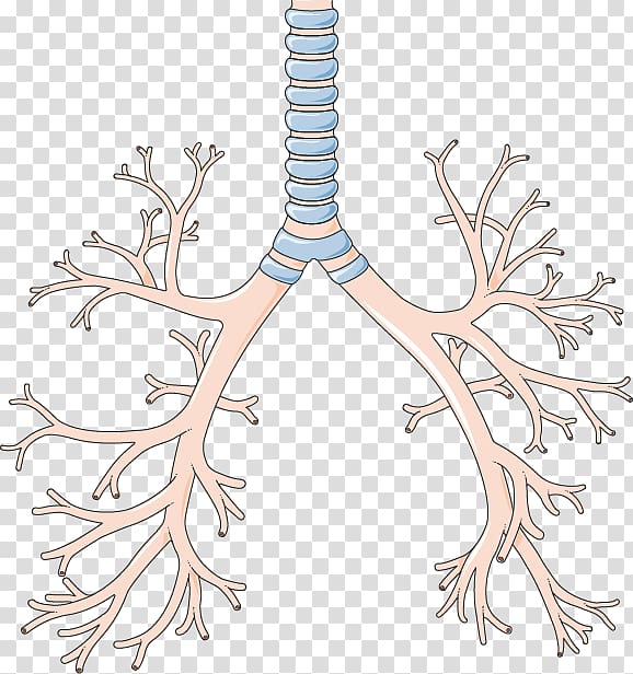 Bronchus Lower respiratory tract Lung Pharynx Respiratory system, creative lungs transparent background PNG clipart