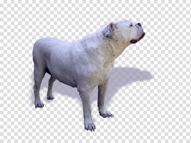 Old English Bulldog Dogo Argentino Continental bulldog Puppy, bulldog transparent background PNG clipart