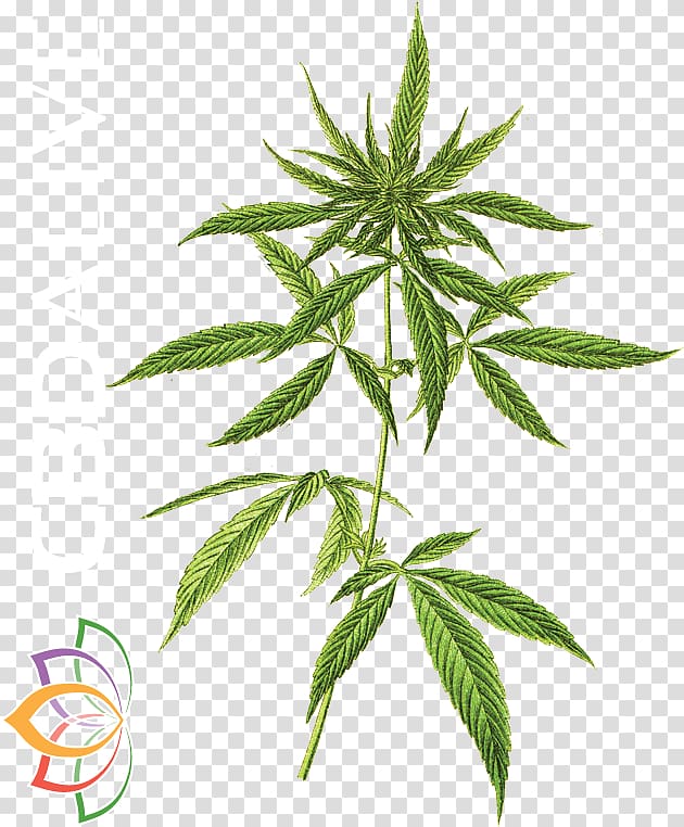 Cannabis Revealed: How the World\'s Most Misunderstood Plant Is Healing Everything from Chronic Pain to Epilepsy Cannabis sativa Cannabidiol Hemp, Cannabis Oil transparent background PNG clipart