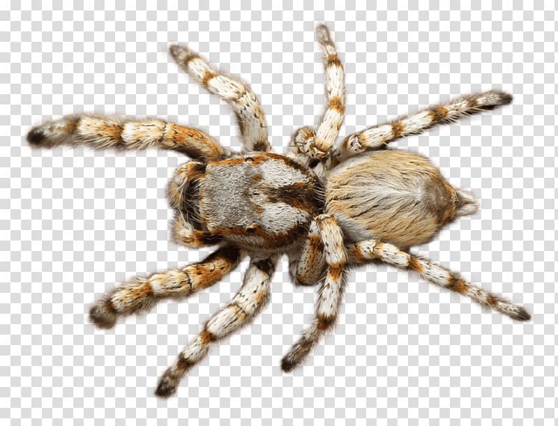 Tarantula Transparency Portable Network Graphics , spider transparent background PNG clipart