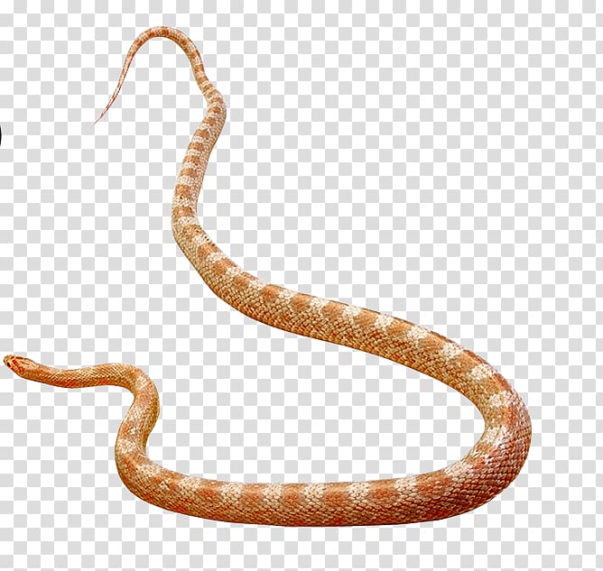 Rattlesnake Vipers Elapid snakes Cobra, snake transparent background PNG clipart