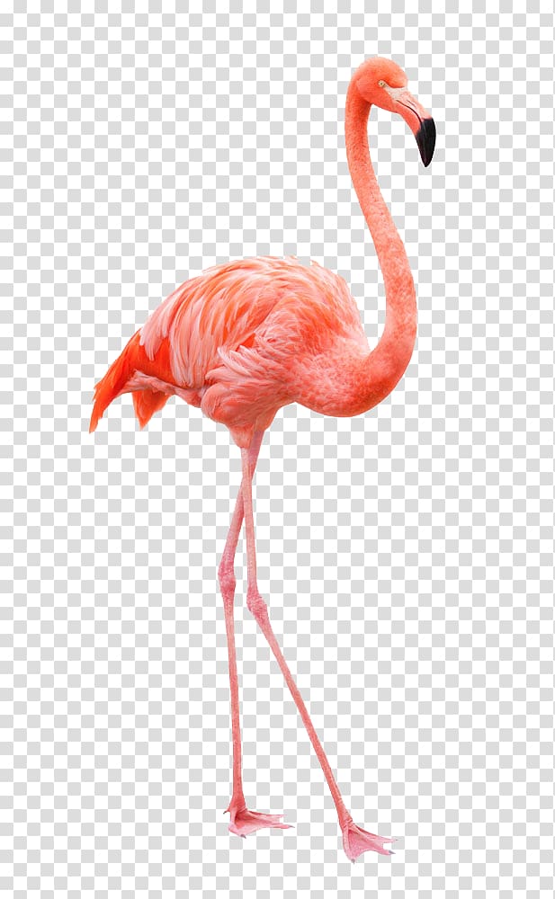 flamingos transparent background PNG clipart