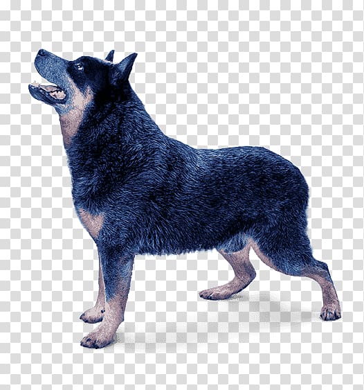 Australian Cattle Dog Dog breed Lapponian Herder Kunming wolfdog Schipperke, ready to print transparent background PNG clipart