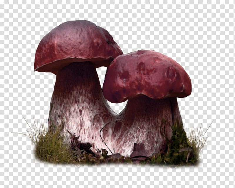 Edible mushroom, Mushroom forest decoration pattern transparent background PNG clipart