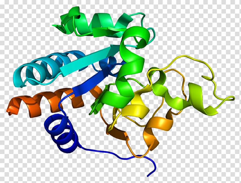 NNT Monoamine oxidase Protein Number needed to treat Enzyme, others transparent background PNG clipart