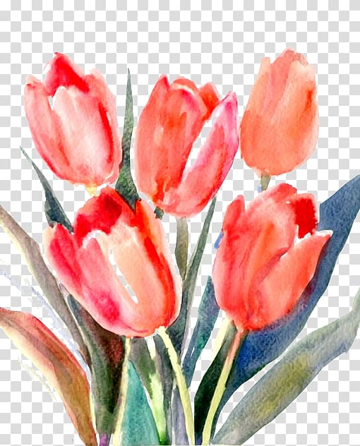 Tulip Red Cut flowers, Red tulips transparent background PNG clipart