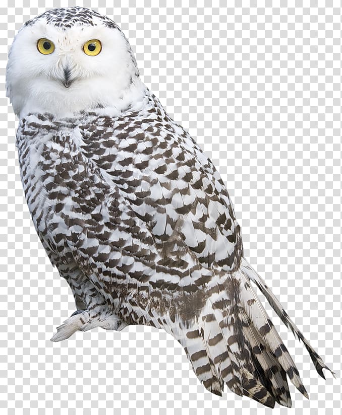 Bird Snowy owl , owl transparent background PNG clipart
