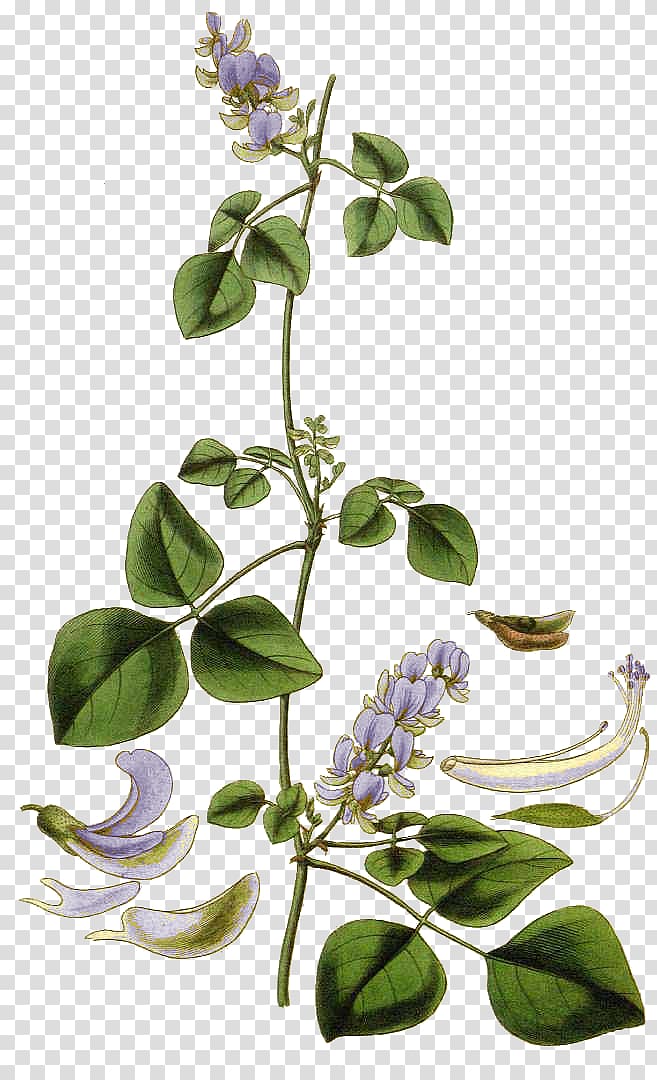 Field bindweed Field horsetail Drawing Herbalism Flower, flower transparent background PNG clipart