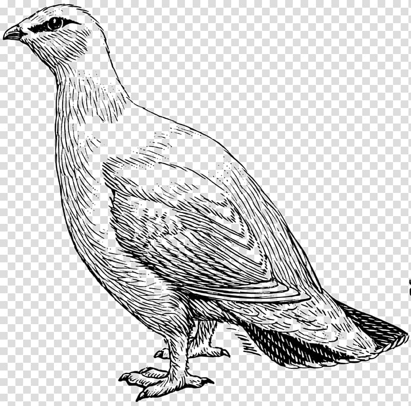 Rock ptarmigan Willow ptarmigan Drawing , pigeon transparent background PNG clipart