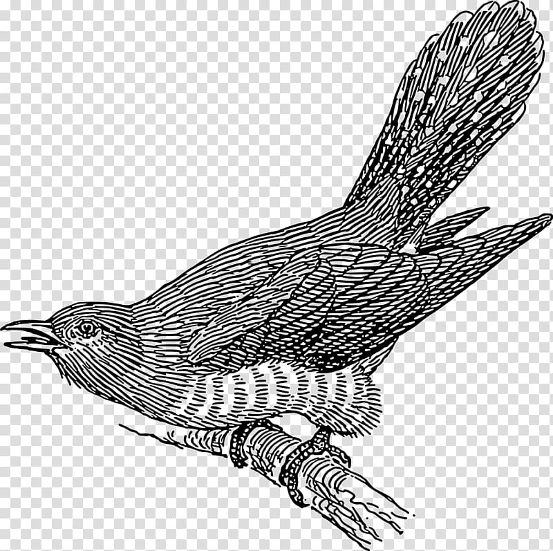 Common Cuckoo , birds in the branches transparent background PNG clipart