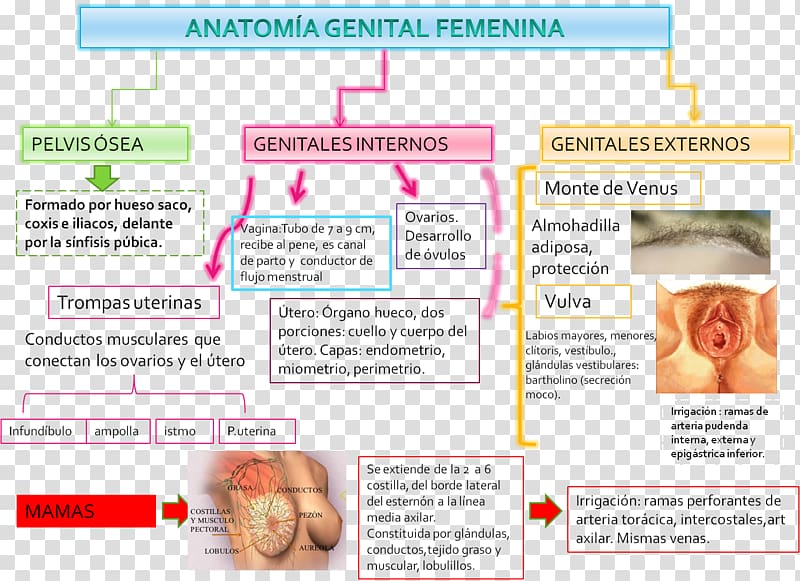 Web page Obstetrics and gynaecology Childbirth Postpartum period, others transparent background PNG clipart