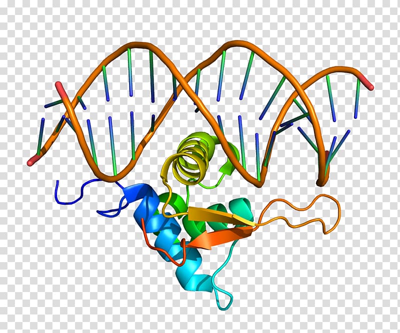 FOXO1 FOX proteins Fork head domain Gene, depending on transparent background PNG clipart