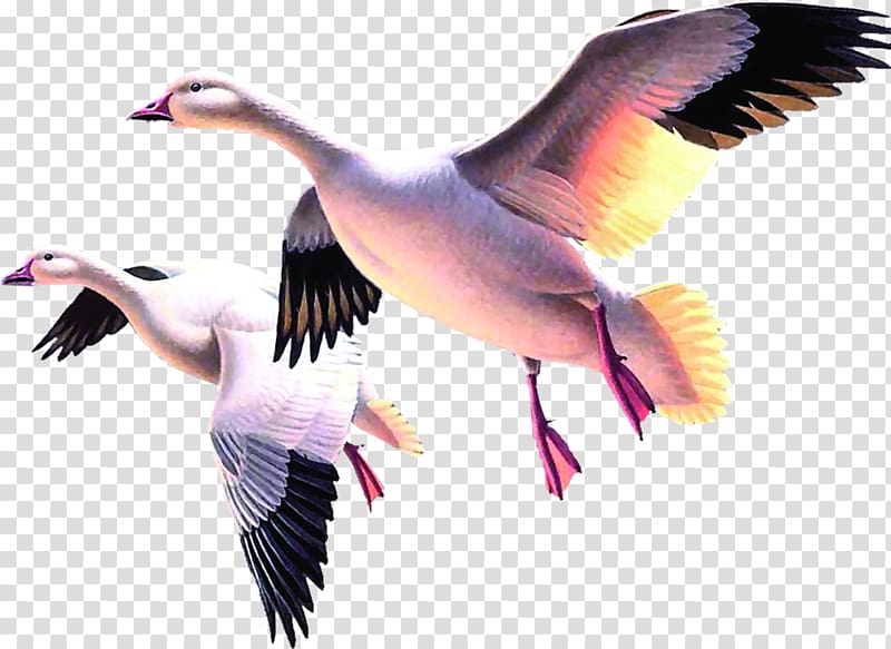 Duck Cygnini Goose, Flying Swan transparent background PNG clipart