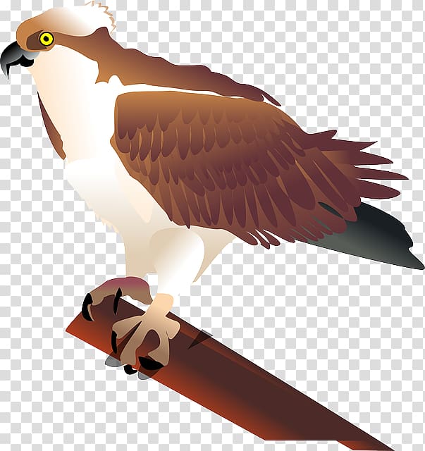 Bird Seahawk , Hawk transparent background PNG clipart