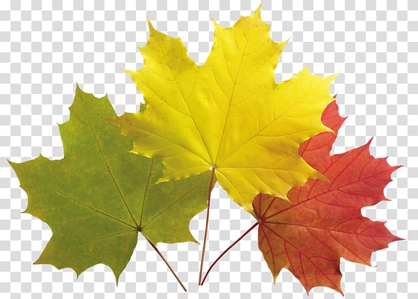 Autumn leaf color Autumn Leaves Maple leaf, Leaf transparent background PNG clipart