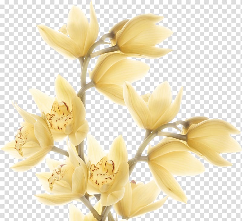 Cut flowers Rose family Magnolia family Petal, flower transparent background PNG clipart