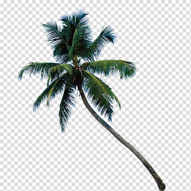 Lake Andraikiba Coconut Arecaceae Paper , Palm tree transparent background PNG clipart