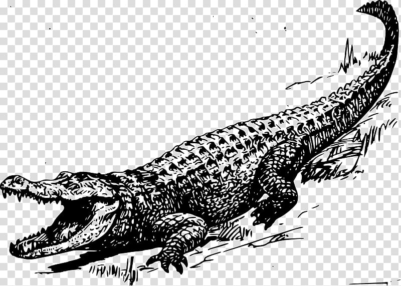 Alligator Crocodile Black and white , Swamp transparent background PNG clipart