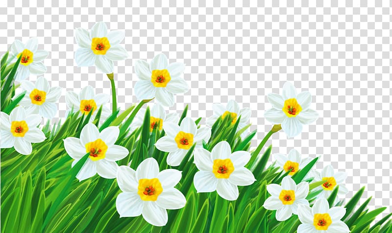 Flower Free content , Daffodils transparent background PNG clipart
