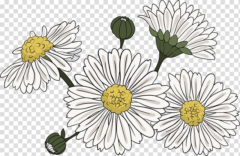 Common daisy Chrysanthemum indicum , Hand-painted chrysanthemum transparent background PNG clipart
