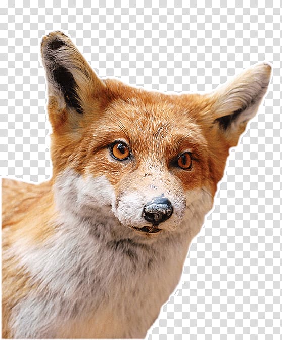 Red fox Dhole Gray wolf Red wolf Fur, others transparent background PNG clipart
