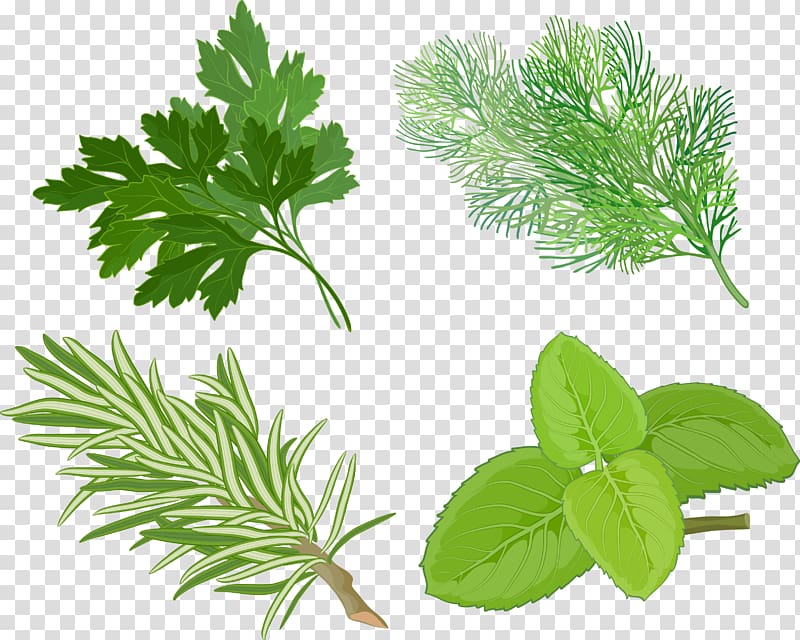 Peppermint Herb Basil Spice , pepermint transparent background PNG clipart