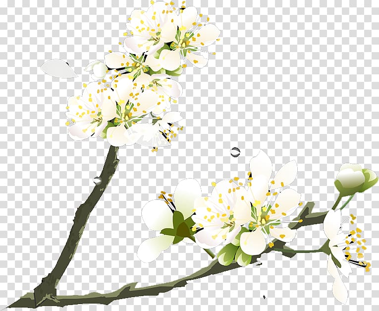 Flower Plum blossom Petal, Plum flower transparent background PNG clipart