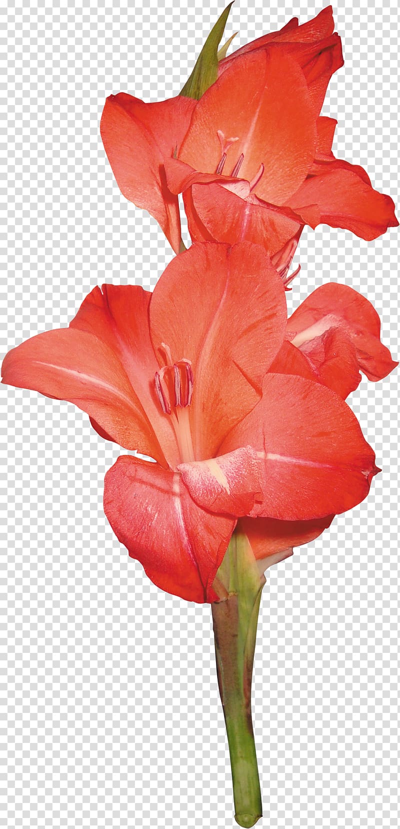 Gladiolus Cut flowers , gladiolus transparent background PNG clipart