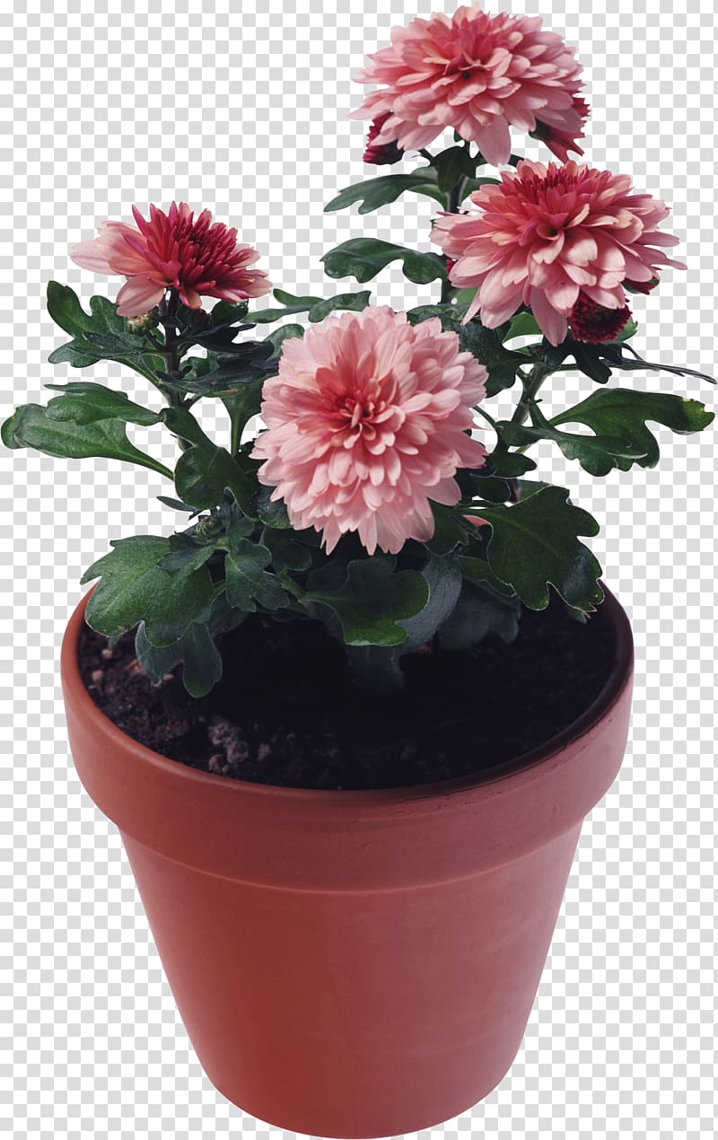 , flower pot transparent background PNG clipart