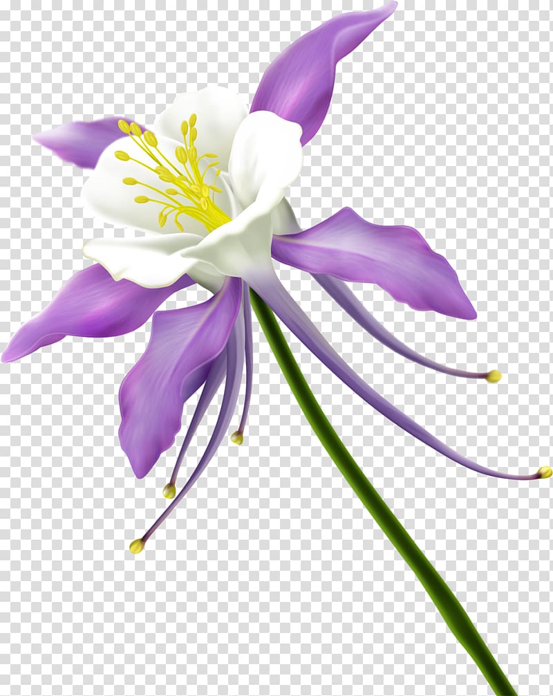 Flower Floral design , gazania transparent background PNG clipart