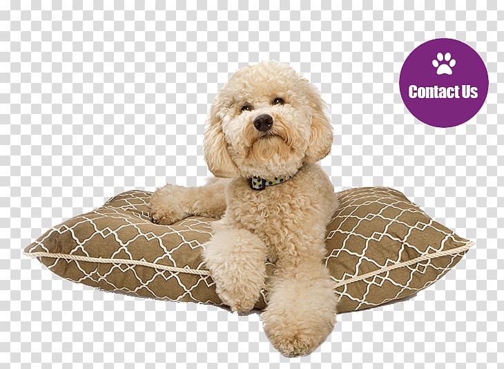 Cockapoo Goldendoodle Puppy Labradoodle Dog breed, puppy transparent background PNG clipart